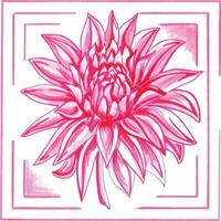 roze dahlia in een kader. bloemen botanisch vector eps illustratie Aan een wit achtergrond.