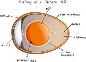 anatomie van een kippendooier vector