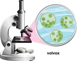 microscoop met anatomiestructuur van volvox op witte achtergrond vector