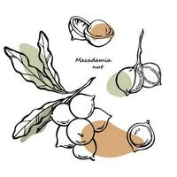 macadamia noten hand- getrokken verzameling. macadamia noten Aan Afdeling met bladeren en geschild noten lijn kunst met abstract kleur vlekken. vector modern ontwerp elementen set.