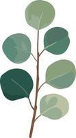 eucalyptus groen bladeren takken vector