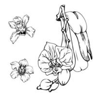 hand- getrokken vector inkt orchidee bloemen en takken, monochroom, gedetailleerd schets. cirkel krans samenstelling. geïsoleerd Aan wit achtergrond. ontwerp voor muur kunst, bruiloft, afdrukken, tatoeëren, omslag, kaart.