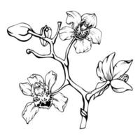hand- getrokken vector inkt orchidee bloemen en takken, monochroom, gedetailleerd schets. cirkel krans samenstelling. geïsoleerd Aan wit achtergrond. ontwerp voor muur kunst, bruiloft, afdrukken, tatoeëren, omslag, kaart.