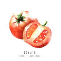 tomaat plak hand- getrokken waterverf schilderij geïsoleerd Aan wit achtergrond vector