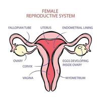 vrouw voortplantings- systeem regeling geneeskunde onderwijs vector