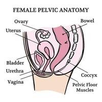 vrouw bekken- anatomie geneeskunde onderwijs regeling vector reeks