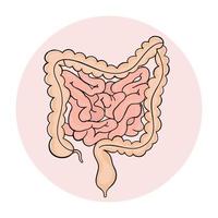 darmen geneeskunde regeling anatomie met de hand getekend vector illustratie