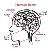 menselijk hersenen schets medisch school- monochroom illustratie vector