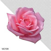 vector illustratie realistisch, zeer gedetailleerd bloem van roze roos geïsoleerd met transparant achtergrond