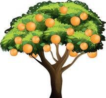 sinaasappelboom geïsoleerd op een witte achtergrond vector