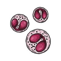 eosinophil leukocyt wit bloed cellen geïsoleerd Aan wit achtergrond. hand- getrokken wetenschappelijk microbiologie vector illustratie in schetsen stijl