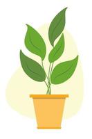 tekenfilm ficus Aan wit achtergrond. groen ficus in een pot. kamerplant voor interieur decoratie. vector illustratie.