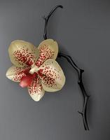tropisch zwart, rood en goud orchidee bloem Aan donker vector