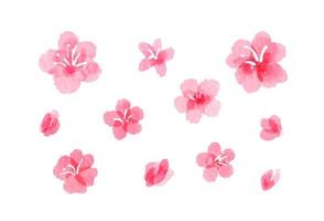 waterverf afbeeldingen van sakura bloesem. abstract hand- geschilderd roze bloemen, ten volle geopend en knoppen. verzameling van vrouwelijk aquarel lente ontwerp elementen met zacht kleur schema, geïsoleerd Aan wit vector