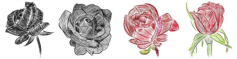 bloem roos lijn vector