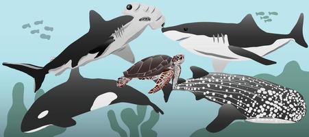zee dier walvis, schildpad, haai vector