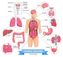 menselijk orgaansysteem vectorillustraties. vector