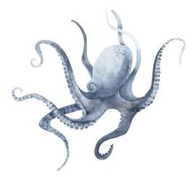 waterverf Octopus in pastel blauw kleuren Aan geïsoleerd achtergrond. hand- getrokken illustratie van wild onderzees dier met tentakels. marinier of oceaan onderwater- leven. kleurrijk tekening in realistisch stijl vector