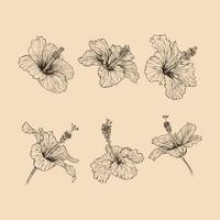 reeks hibiscus bloem verzameling vector illustratie met lijn kunst