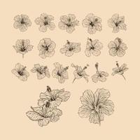 reeks hibiscus bloem verzameling vector illustratie met lijn kunst