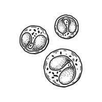 eosinophil leukocyt wit bloed cellen geïsoleerd Aan wit achtergrond. hand- getrokken wetenschappelijk microbiologie vector illustratie in schetsen stijl