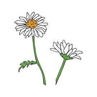 twee hand- getrokken kamille bloemen, isolatd Aan wit achtergrond, vector illustratie