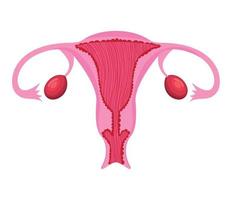 roze baarmoeder ontwerp vector