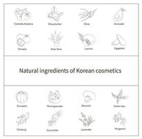 aardingrediënten van Koreaanse cosmetica. vectorillustratie in hand getrokken stijl vector