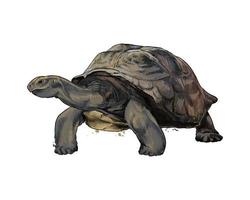 galapagos schildpad uit een scheutje aquarel, gekleurde tekening, realistisch. vectorillustratie van verven vector