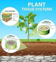 diagram met plantenweefselsystemen vector