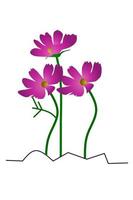 mooi kosmos bloem met wit achtergrond. vector illustratie.