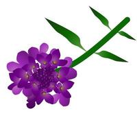 mooi Candytuft bloemen met wit achtergrond. vector illustratie.