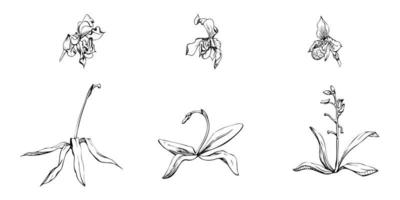 hand- getrokken vector inkt orchidee bloemen en takken, monochroom, gedetailleerd schets. single bloemen, bladeren, stengels. geïsoleerd Aan wit achtergrond. ontwerp voor muur kunst, bruiloft, afdrukken, tatoeëren, omslag, kaart.