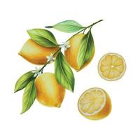 waterverf Afdeling van vers rijp citroen met helder groen bladeren en bloemen. hand- getrokken citrus schilderij Aan wit achtergrond vector