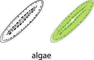 algen in kleur en doodle op witte achtergrond vector