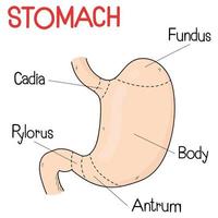 een deel van maag in mensen. vector