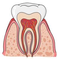 de anatomie van de tand. vector