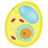 anatomie van gist cellen. vector