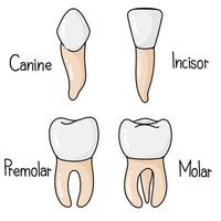 Daar zijn 4 types van tanden in de mondeling. vector