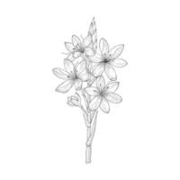 hand getrokken schizostylis bloemen en bladeren tekening illustratie geïsoleerd op een witte achtergrond. vector