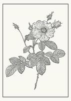 roos bloem schetsen in vector, ontwerp element. botanisch tekening in gravure stijl. ontwerp groet kaart en uitnodiging van de bruiloft, verjaardag vector