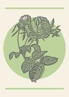 bloeiend roos bloem schetsen poster illustratie. botanisch tekening in gravure stijl. ontwerp groet kaart en uitnodiging, huis decor vector