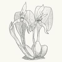 tropisch cattleya orchidee bloem schetsen ansichtkaart. botanisch tekening in monochroom stijl. groet kaart en uitnodiging ontwerp vector