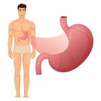 maag anatomie met menselijk lichaam vector