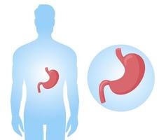 menselijk maag anatomie diagram in lichaam vector