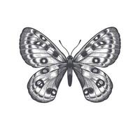 vlinder geïsoleerd Aan wit achtergrond. vector