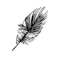 hand- getrokken veren. vector tekening illustratie. geïsoleerd Aan wit achtergrond