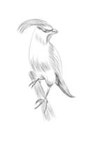 illustratie van een hand getekend schetsen aanschouwelijk papegaai hand- getrokken vullen valkparkiet hand- getrokken stijl vector illustratie