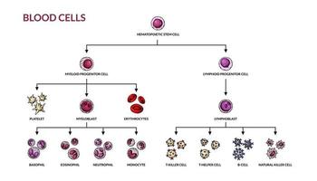 hematopoiese diagram. menselijk bloed cellen types met namen. wetenschappelijk microbiologie vector illustratie in schetsen stijl. bloed cellulair componenten vorming