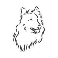 hond ruwe collie geïsoleerd op een witte achtergrond. vector illustratie. collie vector schets illustratie op witte achtergrond